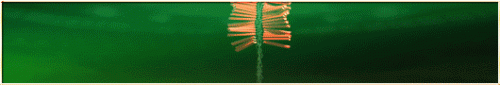 CPD_11BET_TET_530x90.gif